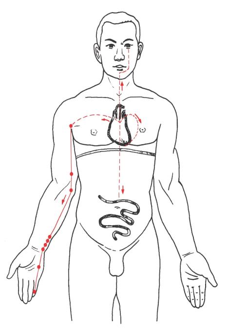 Verlauf des Herz-Meridians