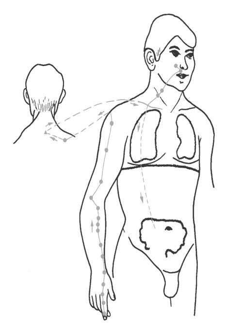 Verlauf des Dickdarm-Meridians