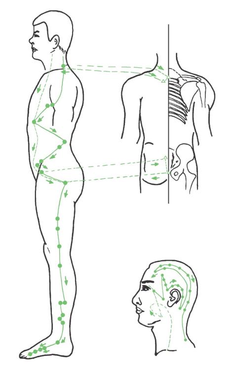 Verlauf des Gallenblasen-Meridians