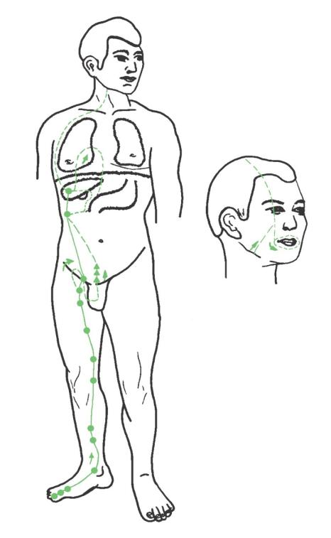 Verlauf des Leber-Meridians