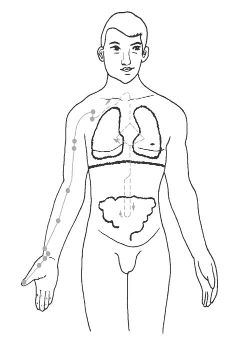 Verlauf des Lungen-Meridians