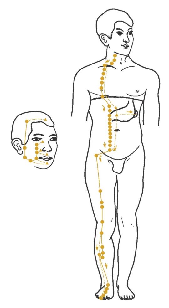 Stomach acupuncture meridian