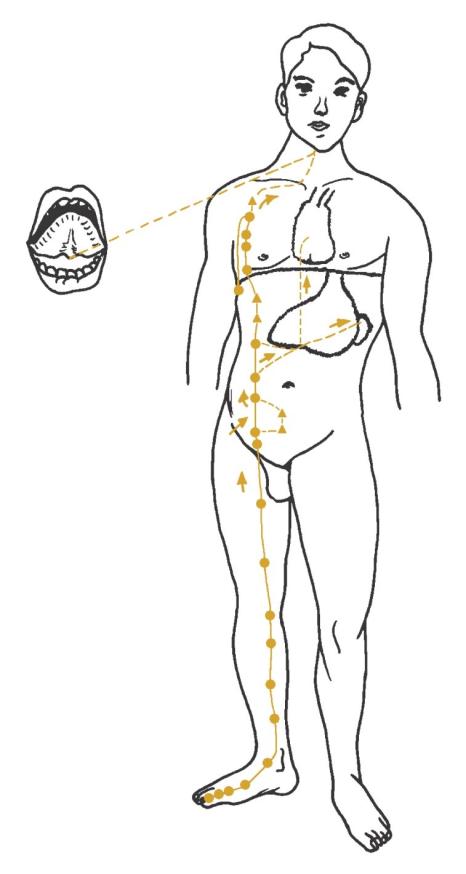 Verlauf des Milz/Pankreas-Meridians